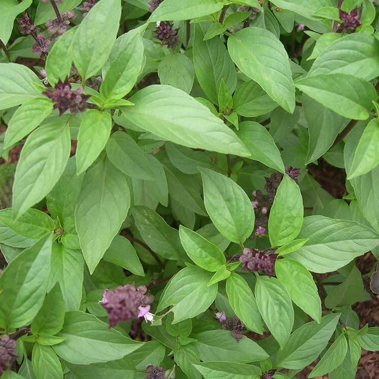 Basil Seeds – Thai Ocimum Basilicum