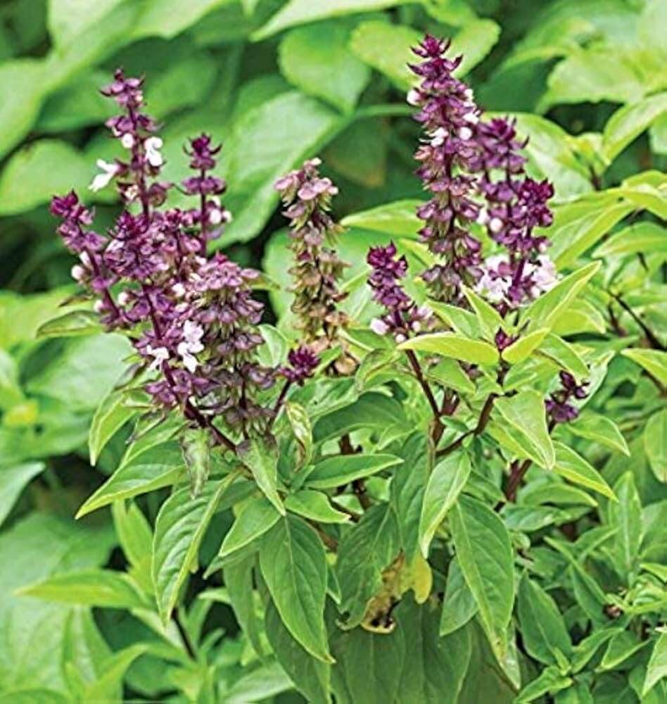 Basil Seeds – Thai Ocimum Basilicum