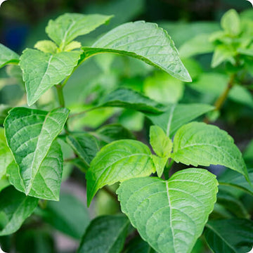 Basil Seeds – Tulsi Vana Ocimum Gratissimum