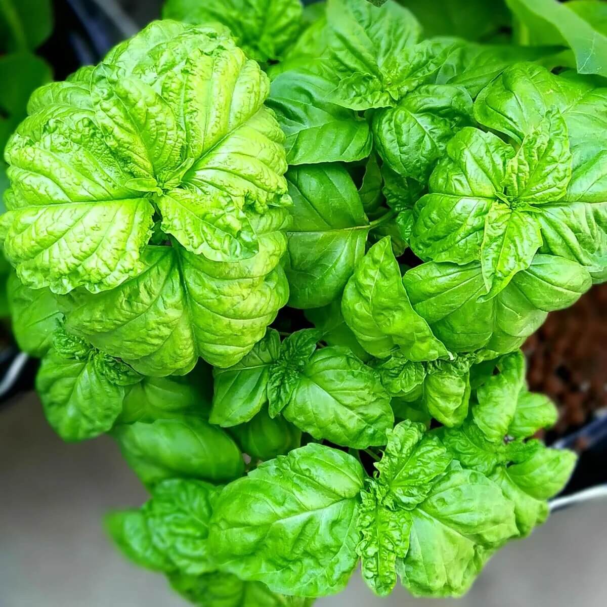 Basil Seeds – Tuscany Ocimum Basilicum
