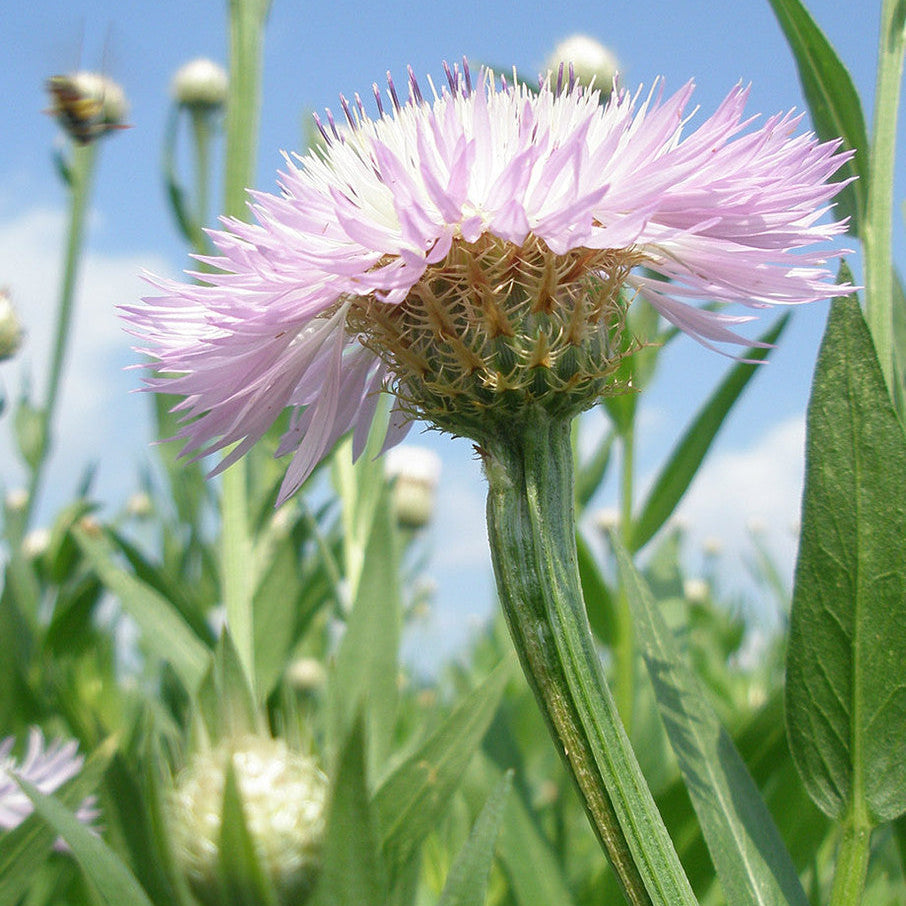Basketflower Seeds – American Centaurea
