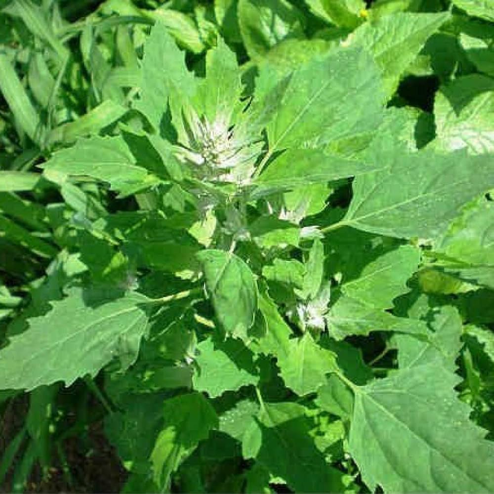 Bathua Seeds – Nutritious Green
