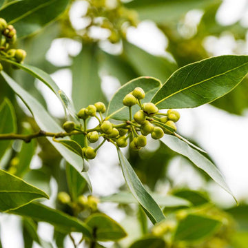 Bay Laurel Seeds
