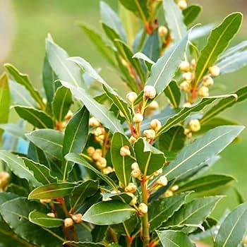 Bay Laurel Seeds
