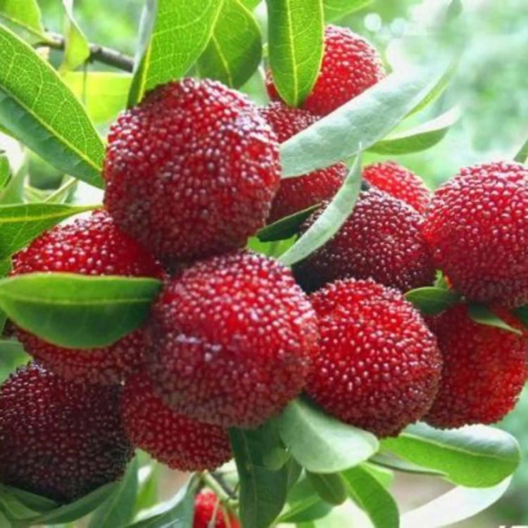 Bayberry Seeds – Arbutus Red