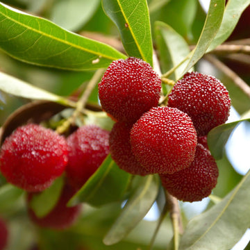 Bayberry Seeds – Hardy
