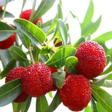 Bayberry Seeds