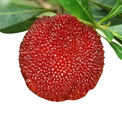 Bayberry Seeds