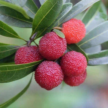 Bayberry Seeds – Arbutus Red
