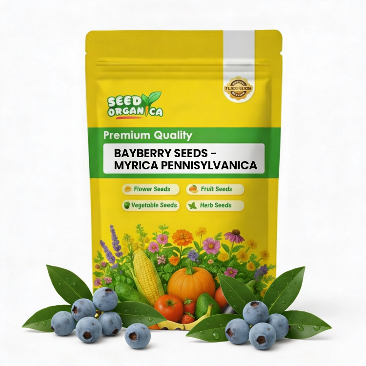 Bayberry Seeds – Myrica Pennsylvanica