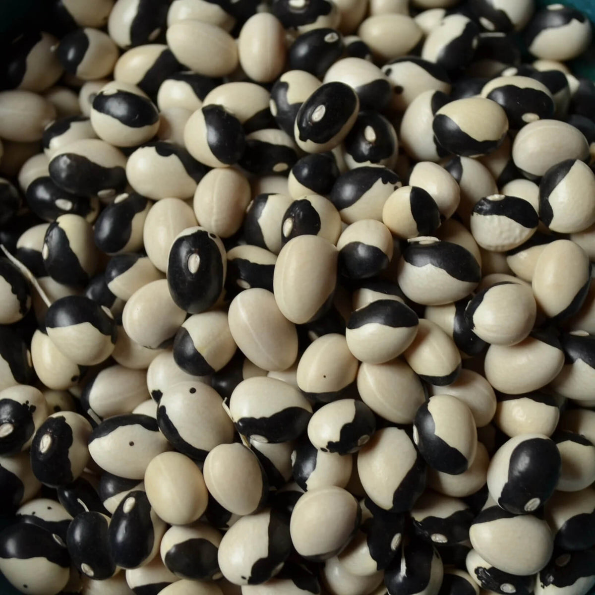Bean Seeds - Black & White Troot