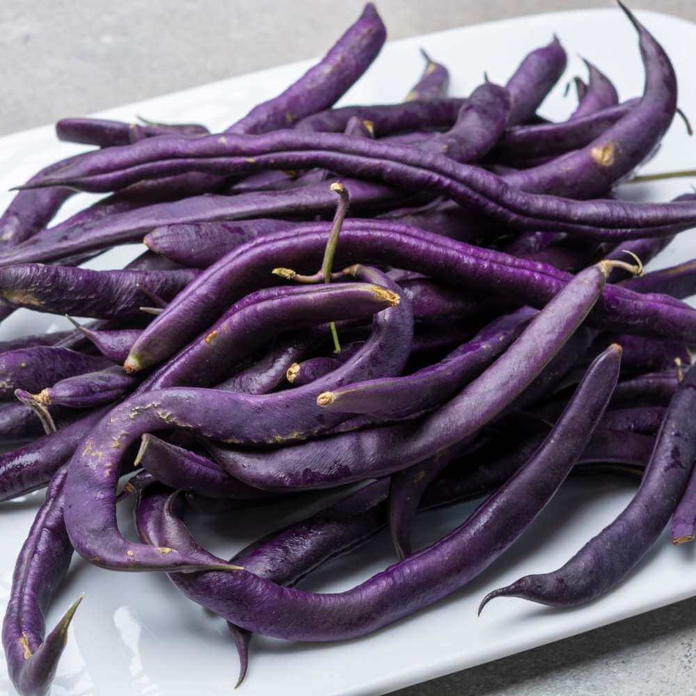 Bean Seeds  - Purple