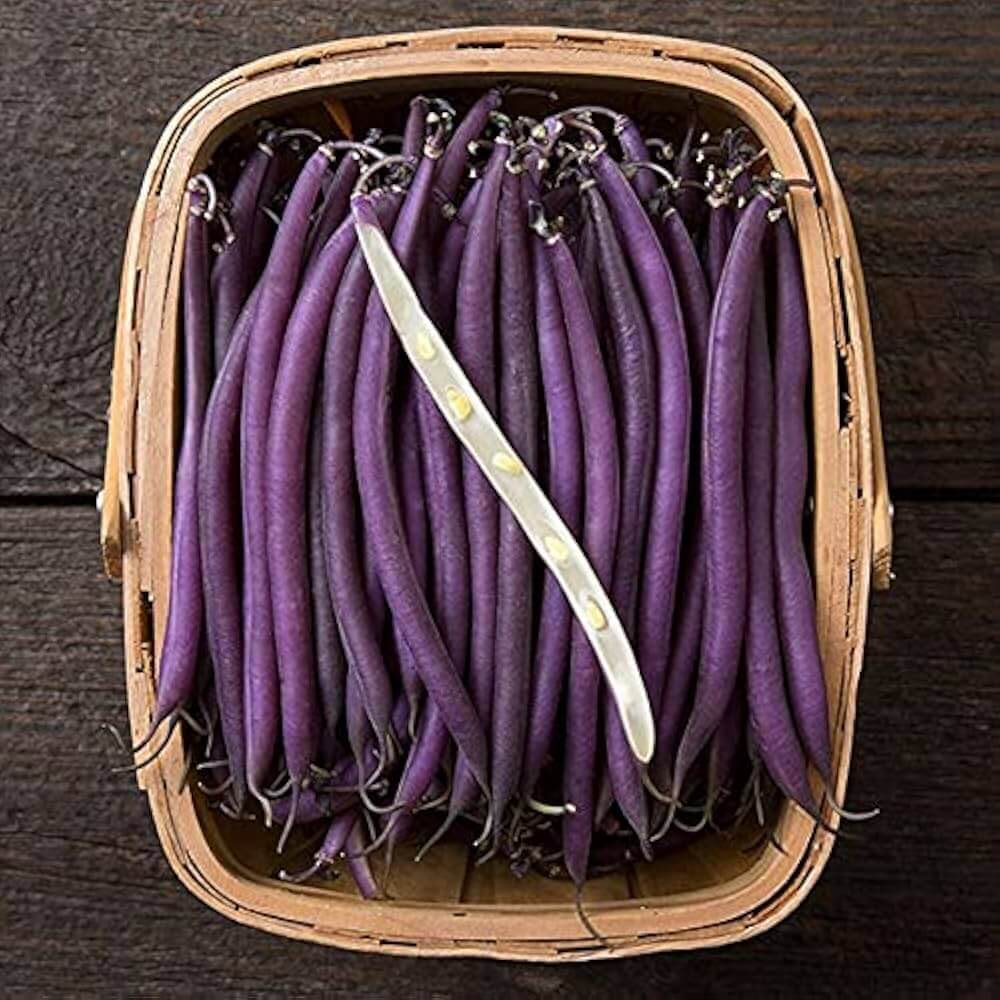 Bean Seeds  - Purple