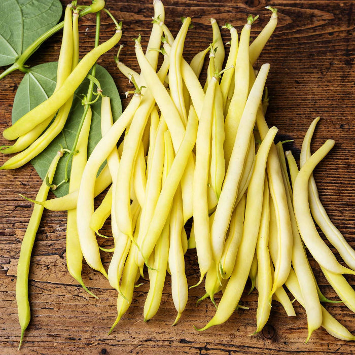 Bean Seeds – Heirloom Yellow
