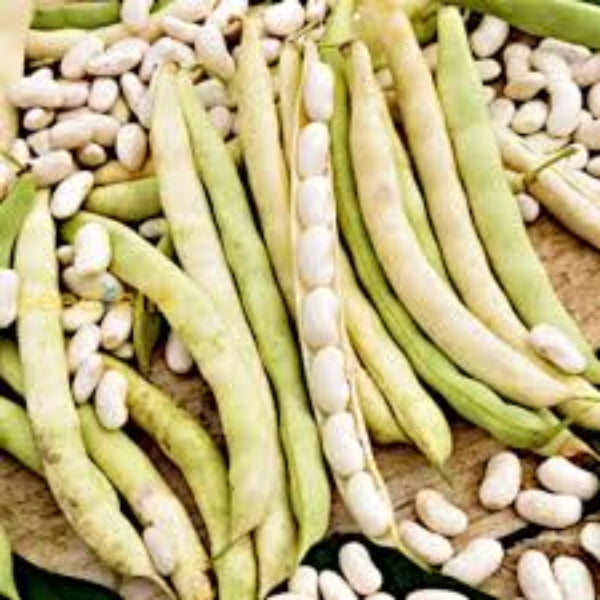 Bean Seeds – Jade