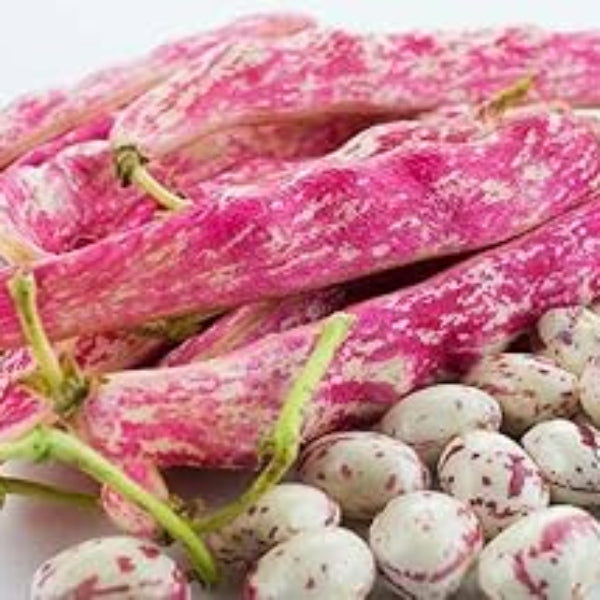 Bean Seeds – Pink White Pinto