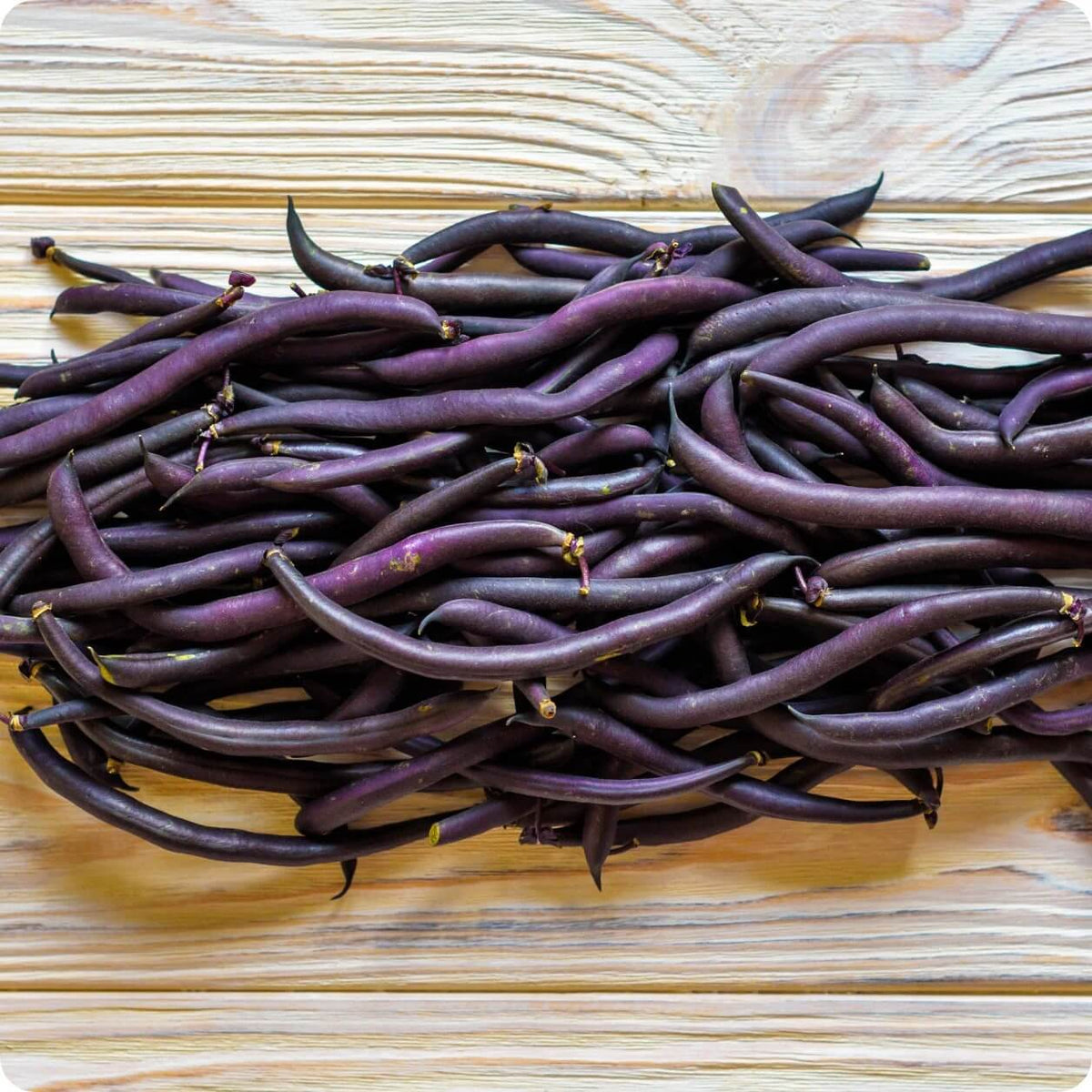 Bean Seeds - Violet