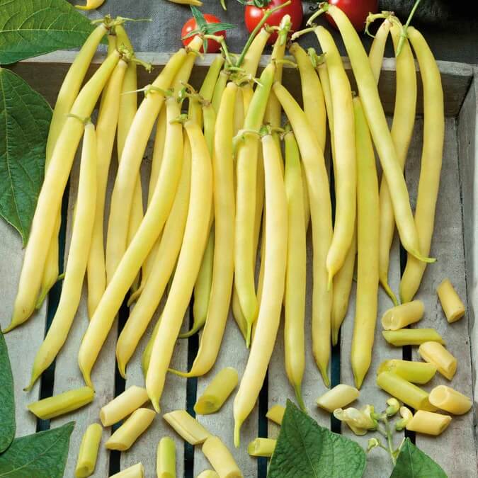 Bean Seeds - Yelllow Wax