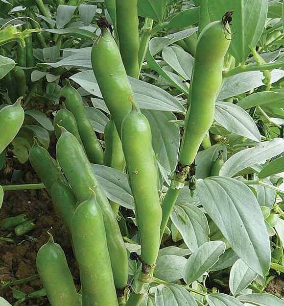  Bean Seeds - Broad