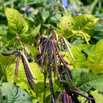 Bean Seeds  - Black