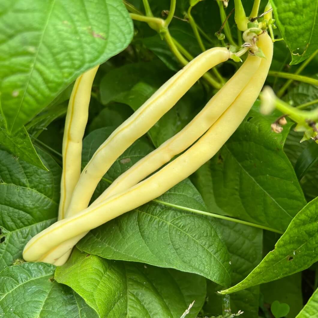  Bean Seeds  - Yellow Arikara