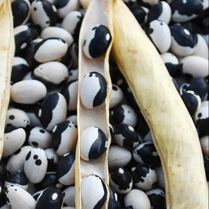 Bean Seeds - Black & White Troot