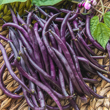  Bean Seeds  - Burgundy