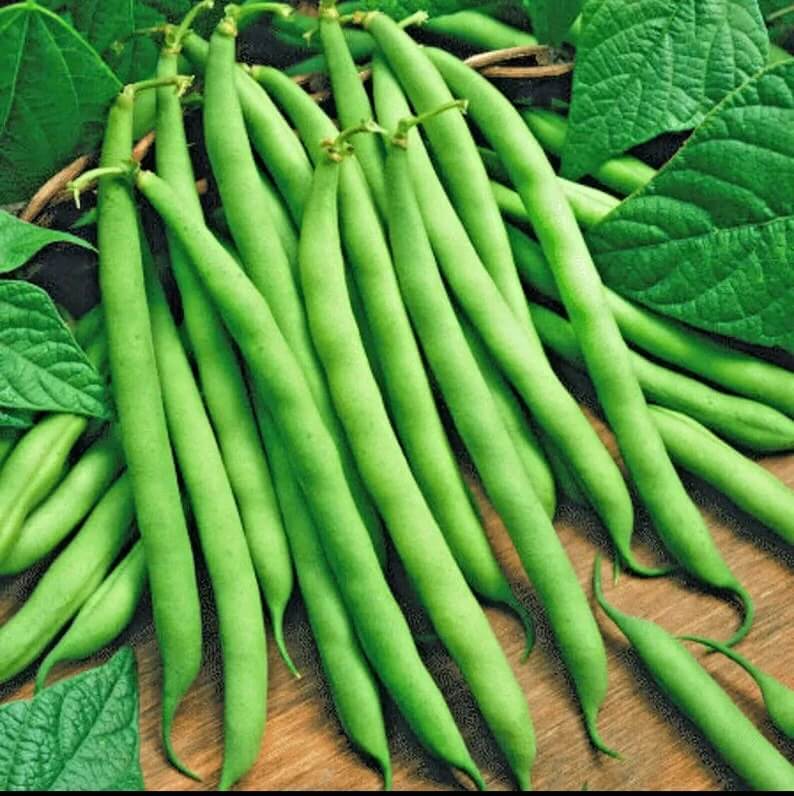  Bean Seeds - Green Lake