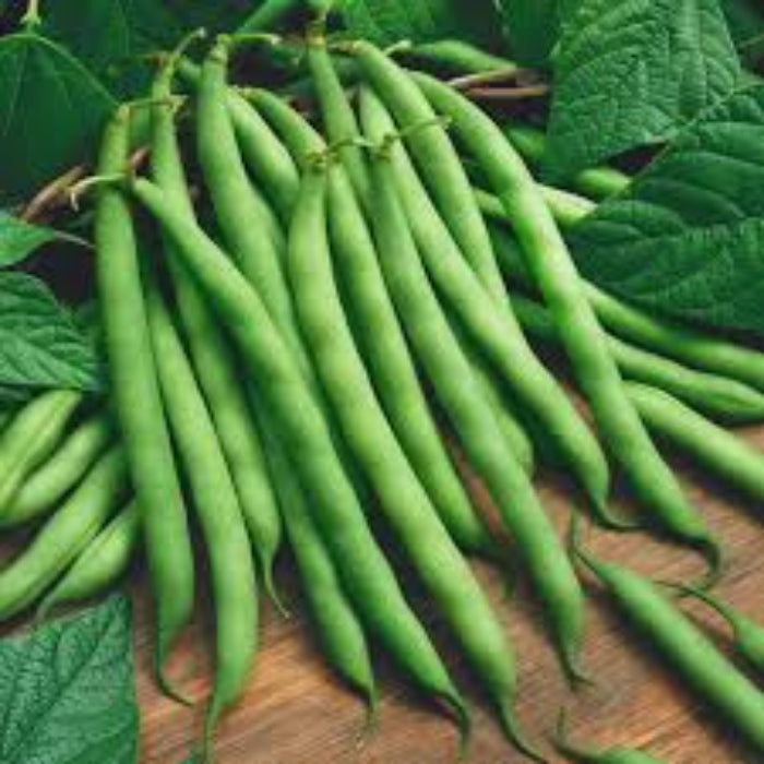  Bean Seeds - Green Lake