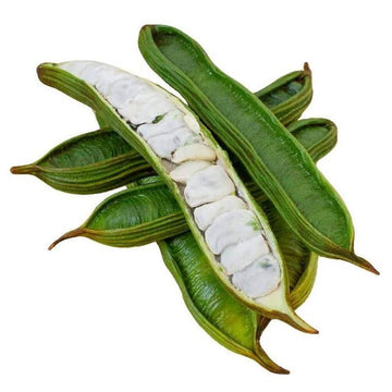 Bean Seeds - Ice Cream