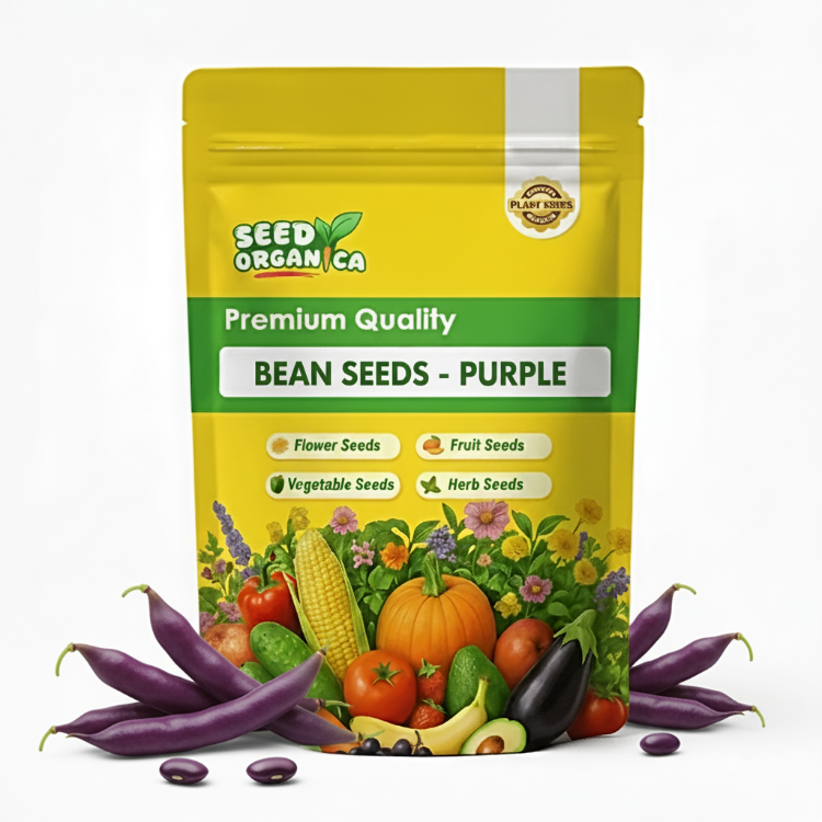 Bean Seeds  - Purple