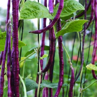 Bean Seeds - Violet
