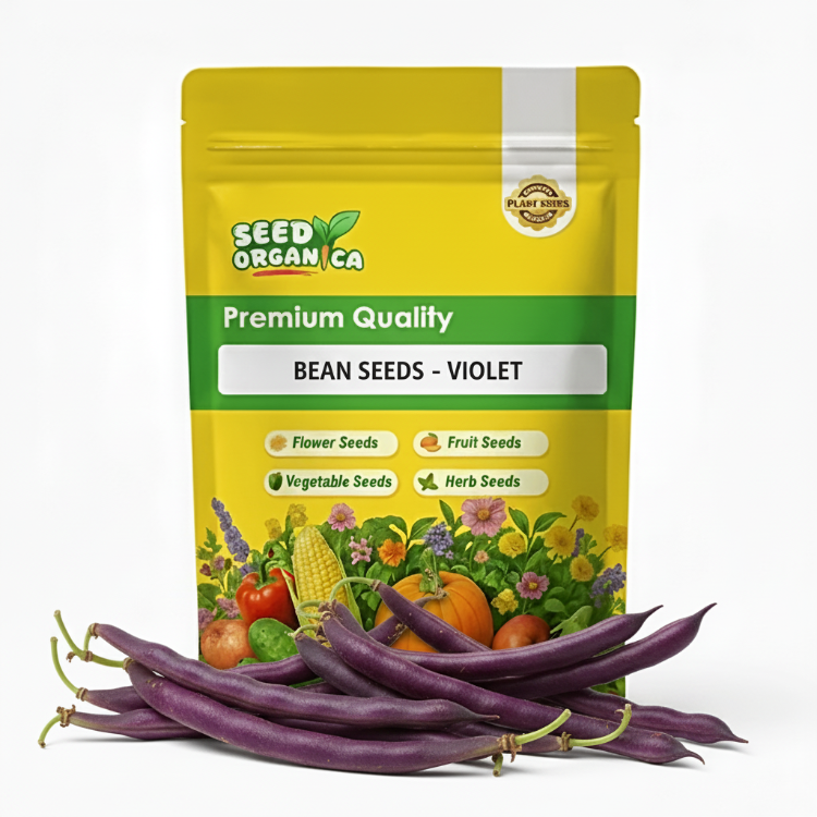 Bean Seeds - Violet