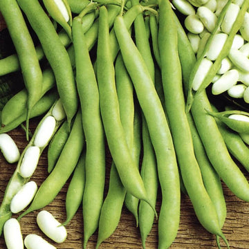 Bean Seeds  - White Cannellini