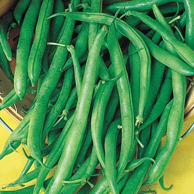  Bean Seeds - Green Lake
