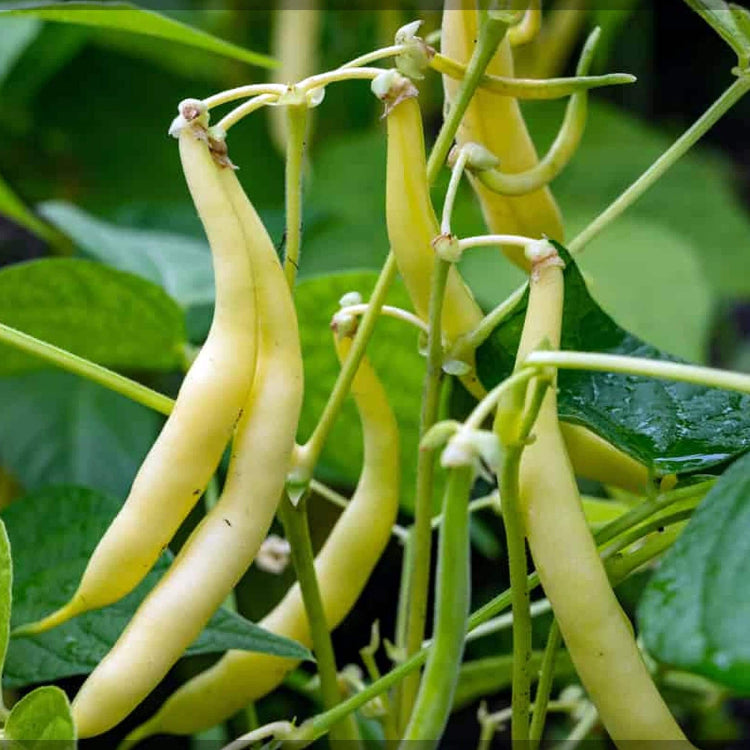 Bean Seeds  - Yellow Bush