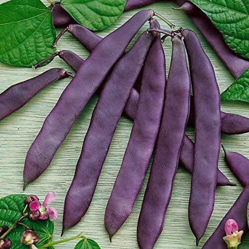 Bean Seeds – Green Violet