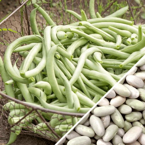 Bean Seeds – Jade