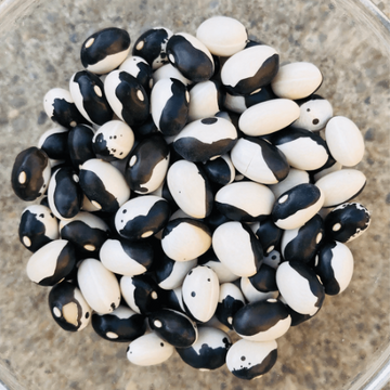 Bean Seeds – Orca