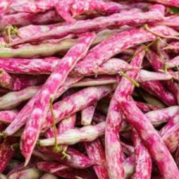 Bean Seeds – Pink White Pinto