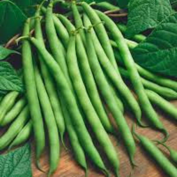 Bean Seeds – Standard