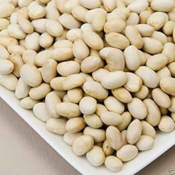 Bean Seeds – White Marrow