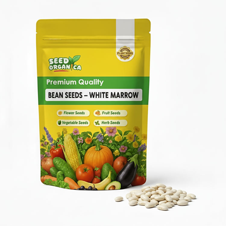Bean Seeds – White Marrow