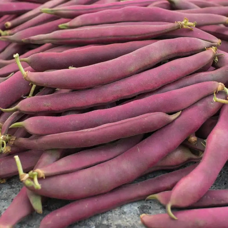 Bean Seeds – Swan Bush