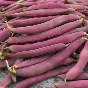 Bean Seeds – Swan Bush