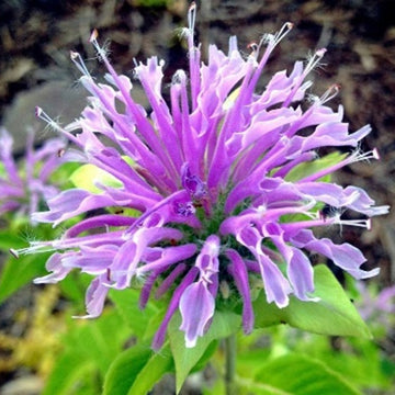Lemon Bergamot Seeds -  Herbal Plant