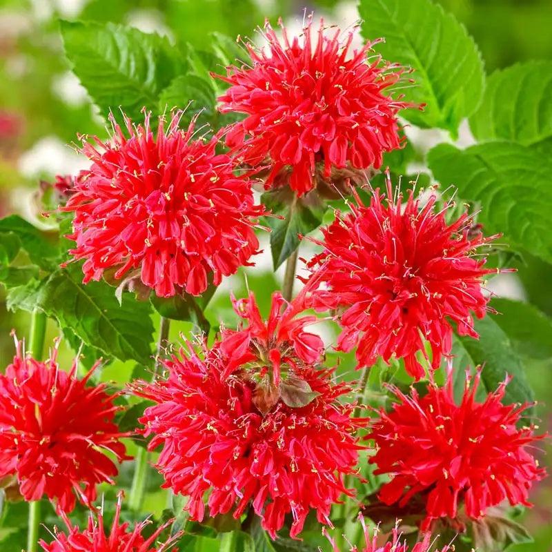 Bee Balm Seeds
