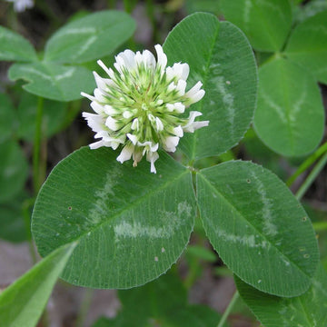 Bee Friendly Clover Seeds