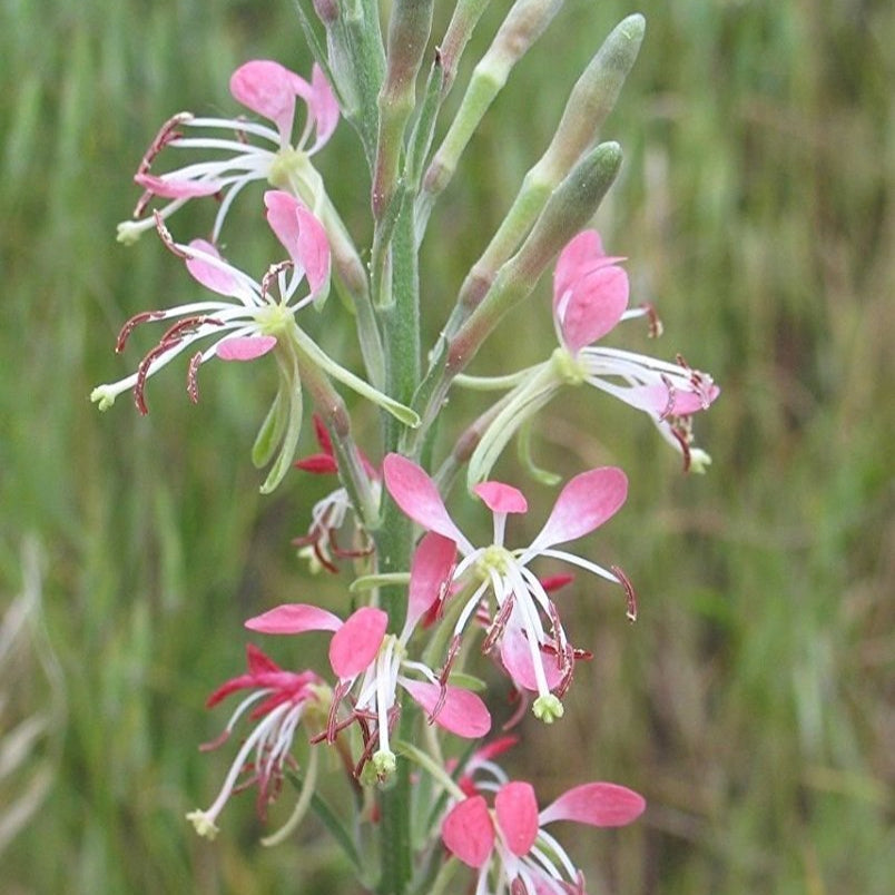 Beeblossom Seeds – Scarlet
