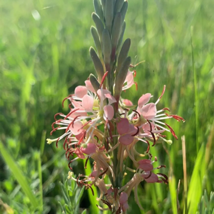 Beeblossom Seeds – Scarlet
